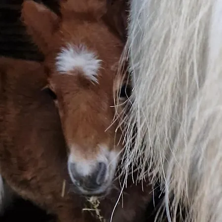 La Crinière Au Vent